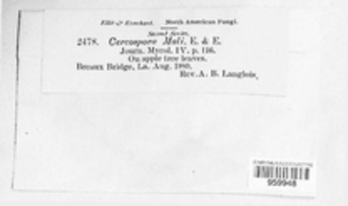 Pseudocercospora mali image